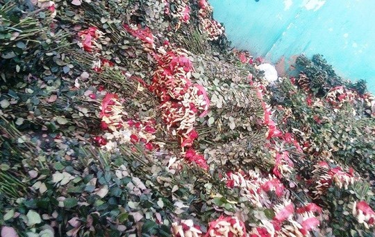 [-]Sau[-]8-3,[-]hàng[-]tấn[-]hoa[-]hồng[-]thành[-]"núi"[-]rác